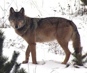 Auch mit dem Wissen der Wolfsexperten aus der Lausitz lässt sich das Rätsel um den Wolf in Mittelhessen noch nicht lösen