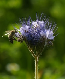 „Geigenhals“ Phacelia: Mehr als nur ein bunter Farbtupfer in Mittelhessen