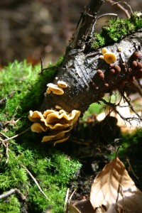 Lauter Minimethanproduzenten im Unterholz: Biologin aus Mittelhessen stellt Methan-Produktion bei Pilzen fest