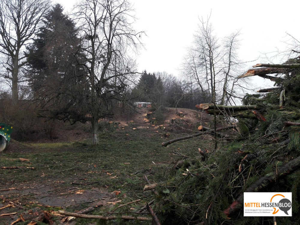 Weil sie morsch waren, mussten die alten Kiefern weg. Aber auch, weil dort, wo jetzt Kinder draußen spielen, , wenn wie geplant, gebaut wird, in wenigen Jahren dort ein neues Kindergartengebäude stehen soll. Foto: v. Gallera