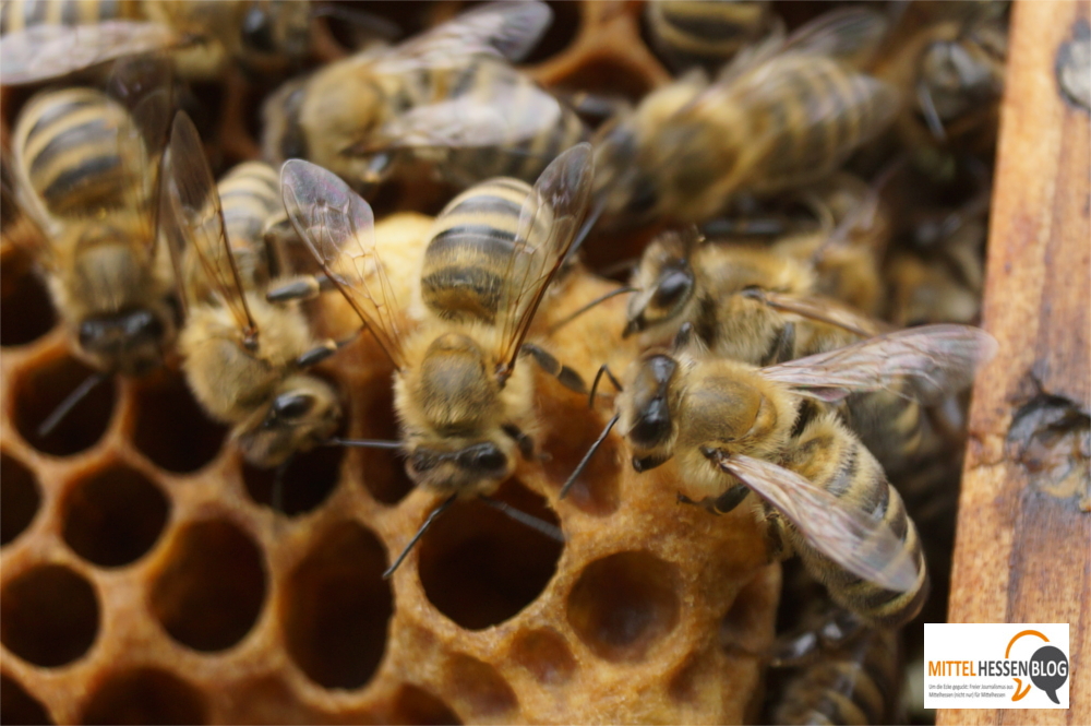 Arbeiterbienen versorgen den Nachwuchs. Erwachsenen Bienen kann die Amerikanische Faulbrut nichts anhaben. Bild. v. Gallera